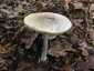 Gyilkos galóca (Amanita phalloides), Somogy. Leggyakrabban tölgyesben találkozhatunk vele